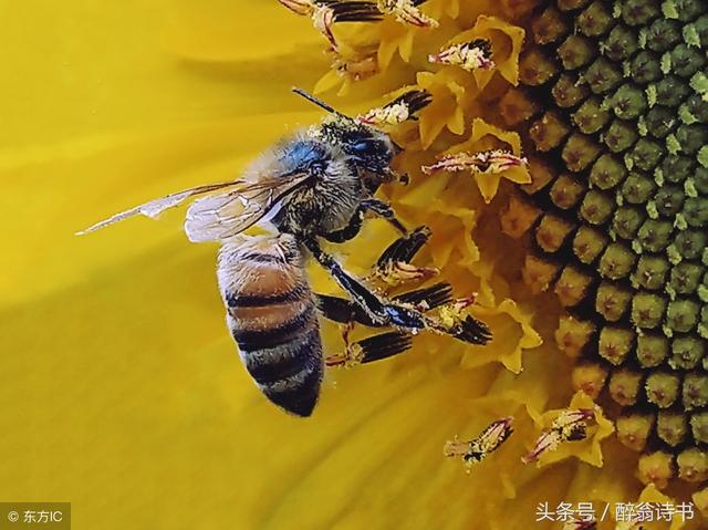  格斯林双响炮轰，小蜜蜂大胜森林闯前列